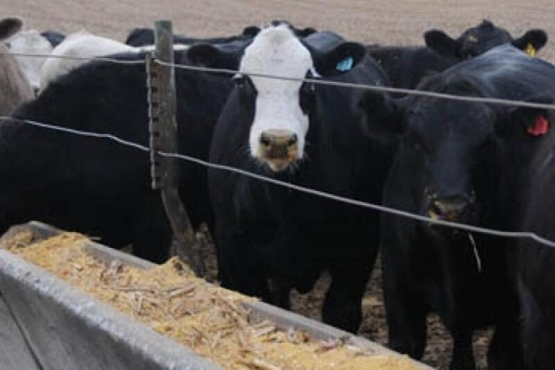 Black baldie feedlot