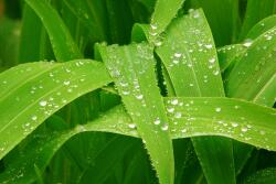 rain_corn_leaf.jpg