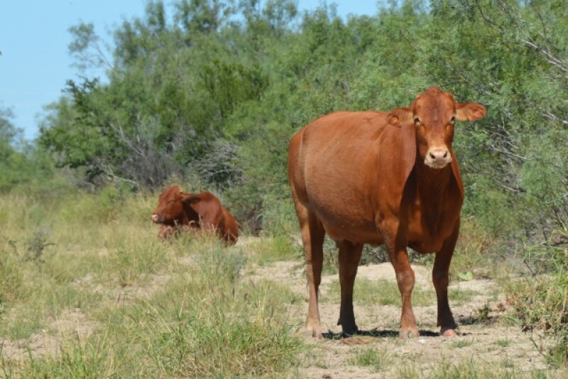 BT_South_Texas_Cows