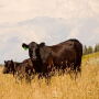 Cow Calf TIB