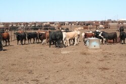 Cattle fed the algae byproduct at the 5% level had significantly greater average daily gains and finished weight, lower feed intake and better feed-per-gain compared with control cattle.
