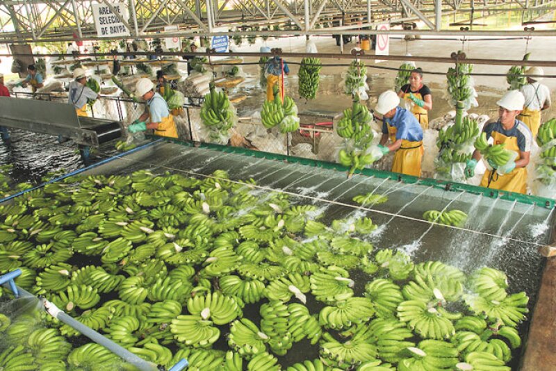 Workers wash and prepare bananas for Dole Food Co. According to the USDA, from August 2019 to July, Guatemala was the largest supplier of bananas to the U.S., at 2.14 million metric tons