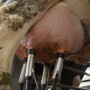 DT_Dairy_Udder_Parlor_Teats