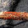 One of the defining visual symptoms of the disease are small, red fruiting structures called perithesia, which show up at the base of an infected soybean plant.
