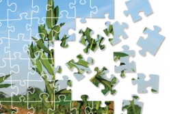 Weed Puzzle