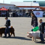 Kids walking pigs at a pig show