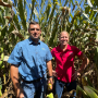 Showing up as black speckled dots on plant leaves, tar spot has the potential of severely reducing yield, with some reported losses of 20 bu. to up to 100 bu, per acre. 