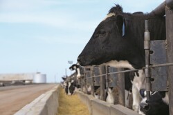 cattle_feedlot