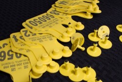 Approximately 55,000 Kansas-based calves will be tagged for the pilot, which will conclude in 2020.