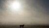Smoke.horned.cow_.jpg
