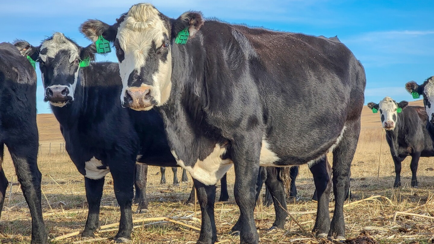 Cow Size Is There an Optimum Cow Size? - Drovers