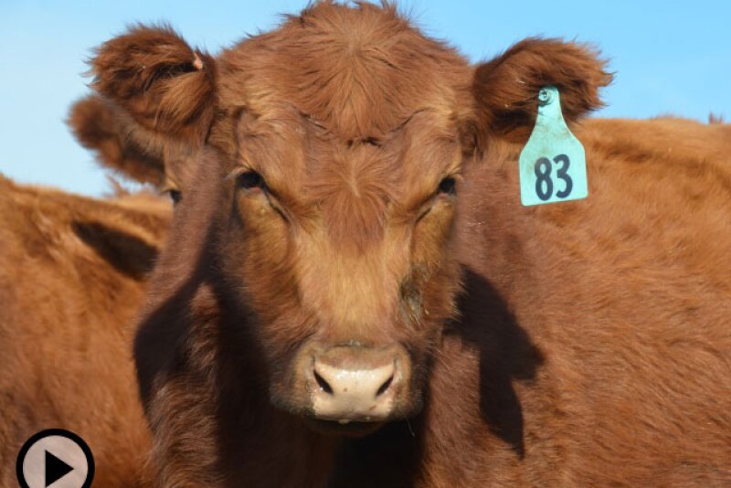 BT_Red_Angus_Heifer
