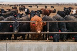 Settje-Cattle_840x600.jpg