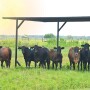 Access to shade and water is critical for cattle during summer.