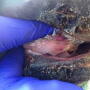 Signs of VSV, such as blisters and sores on the mouth, tongue, muzzle and the coronary band above the hooves, can appear similar to those for foot and mouth disease (FMD).



