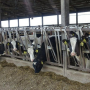 dairy heifers