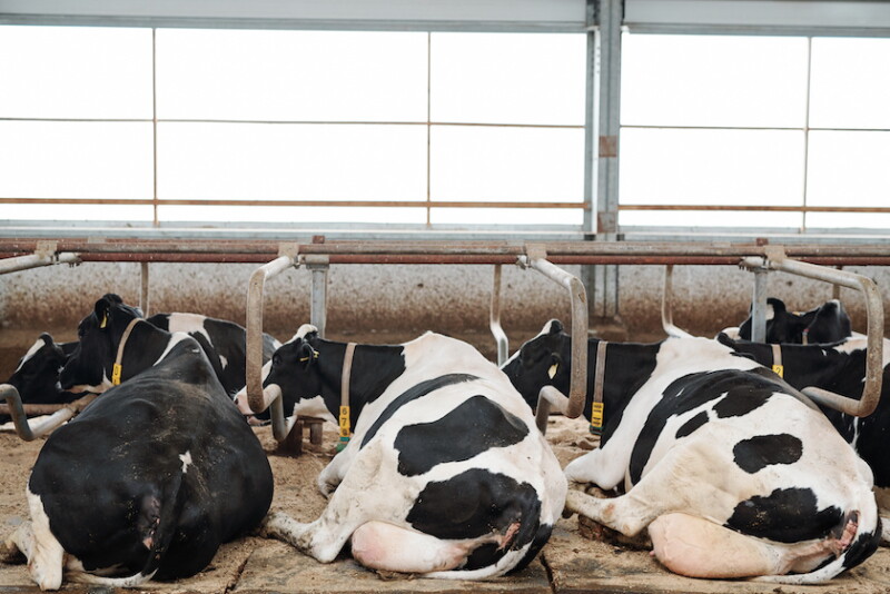 Cows Resting_AdobeStock
