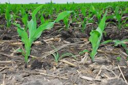 corn stand count