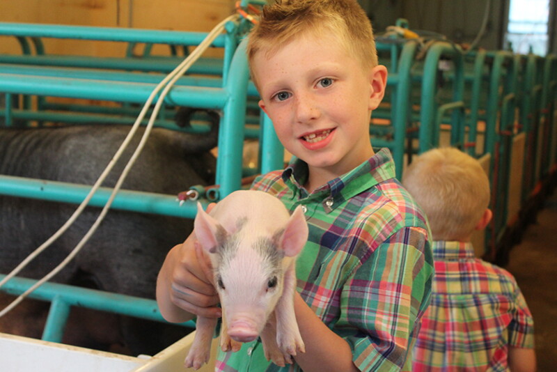 Kid holding pig