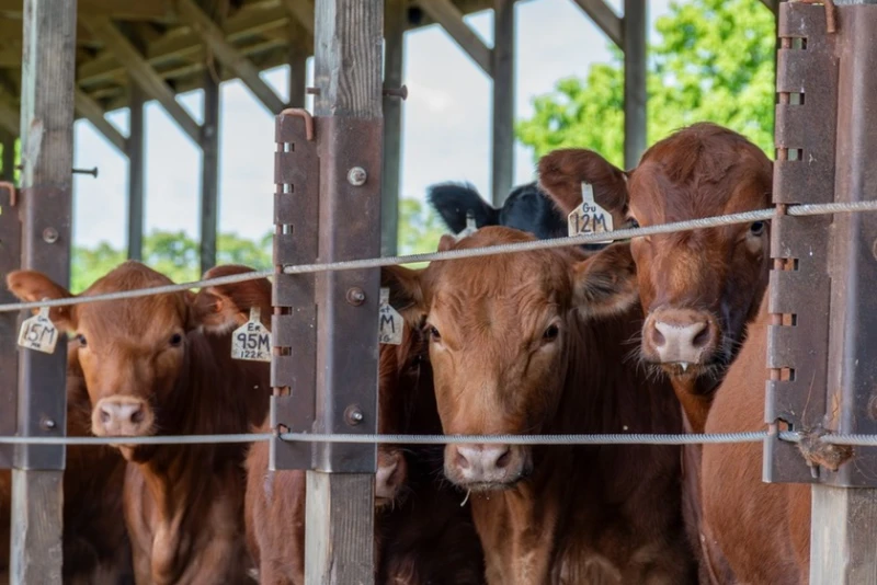 Strong Stockmanship Drives Better BRD Control