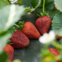 California Giant Berry Farms