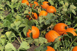 The switch from traditional row crops to specialty crops can be intimidating. Here are the five things you need to know before getting started.