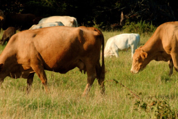 cattle