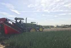 Green onion harvest at Promotora Agricola El Toro.