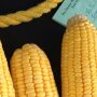 corn-sample-illinois-crop-tour.jpg