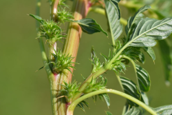 The International Weed Genomics Consortium (IWGC) announced a new multipronged initiative to advance the genetic sequencing of the world’s most troublesome weeds.