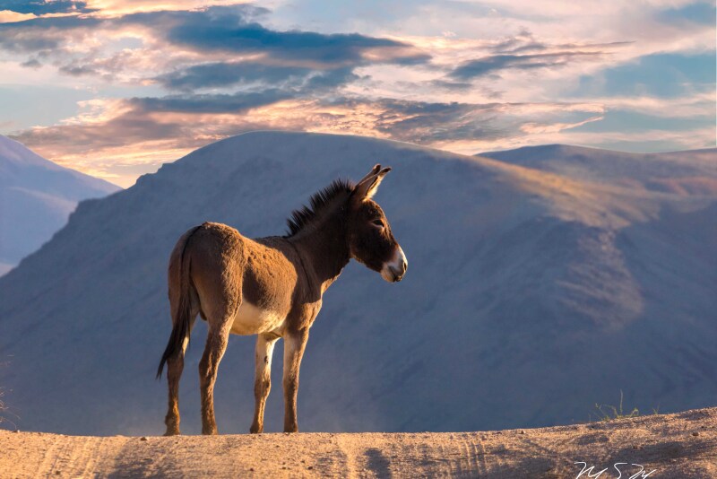Donkey in Death Valley National Park