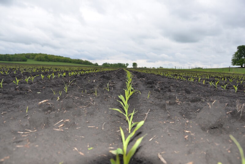 USDA has large acreage penciled in for 2020. With the sudden drop in ethanol demand, the outlook for new crop corn is also waning.