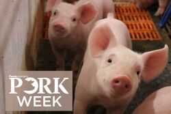 PORK Week pig