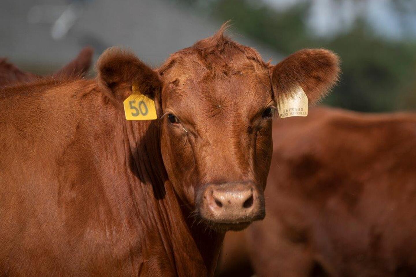 USDA%20SOLO%20COW%202.jpg