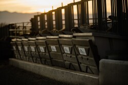 GrowSafe is publicly releasing the top proven feed efficiency bulls.