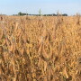 Indiana soybeans.