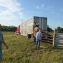 BT_Loading_Cattle_Trailer