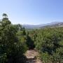 Index Fresh on fall avocado sales