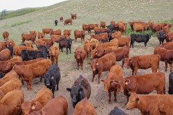Heifers