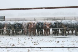 Feedlot Snow NDSU