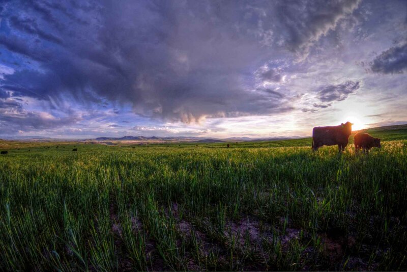 Cattle grazing