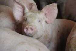 young_hog_pig6