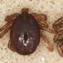 There have been an increasing number of ticks reported outside the quarantine zone, caused by free movement of an increased deer population and stray livestock carrying cattle fever ticks across the U.S.-Mexico border.