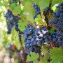 Grapes By Jill Wellington  Source pixabay