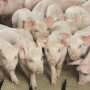 Wean Pigs