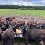 Beef-on-Dairy Feeders