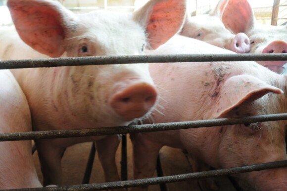 Pigs serve as a vital part of medical research and advancements in technology, including a recent study at Yale University that challenges the definition of organ and cell death.