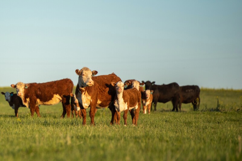 A Healthy Rumen in Cattle Affects Overall Health and Profitability ...