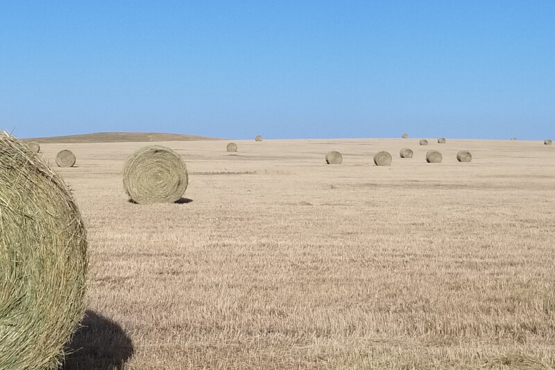 North Dakota hay field