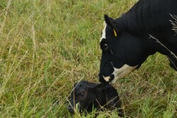 Newborn calf